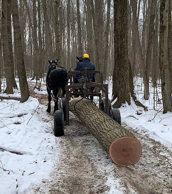 horse logging